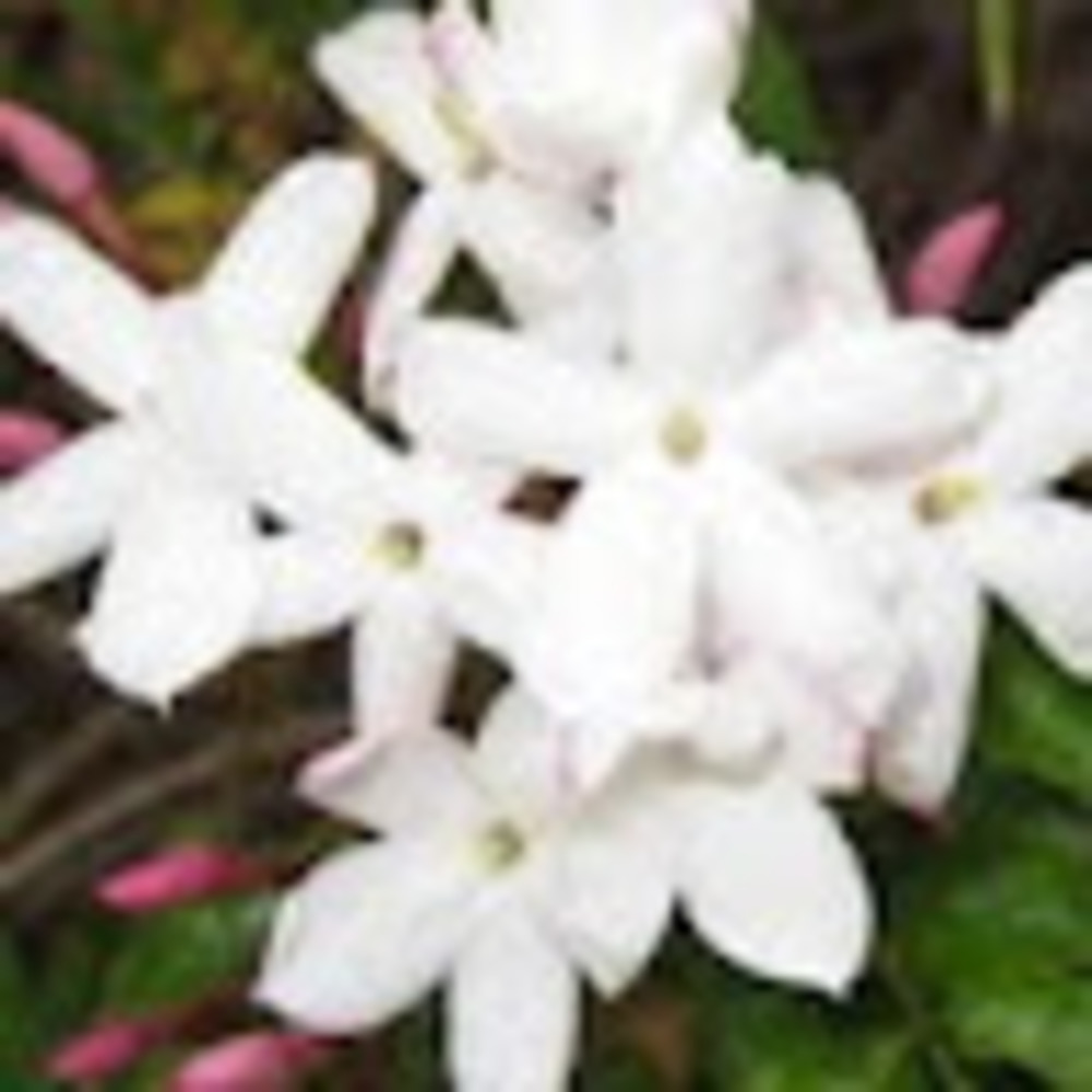 Meet your Posher, Suzanne